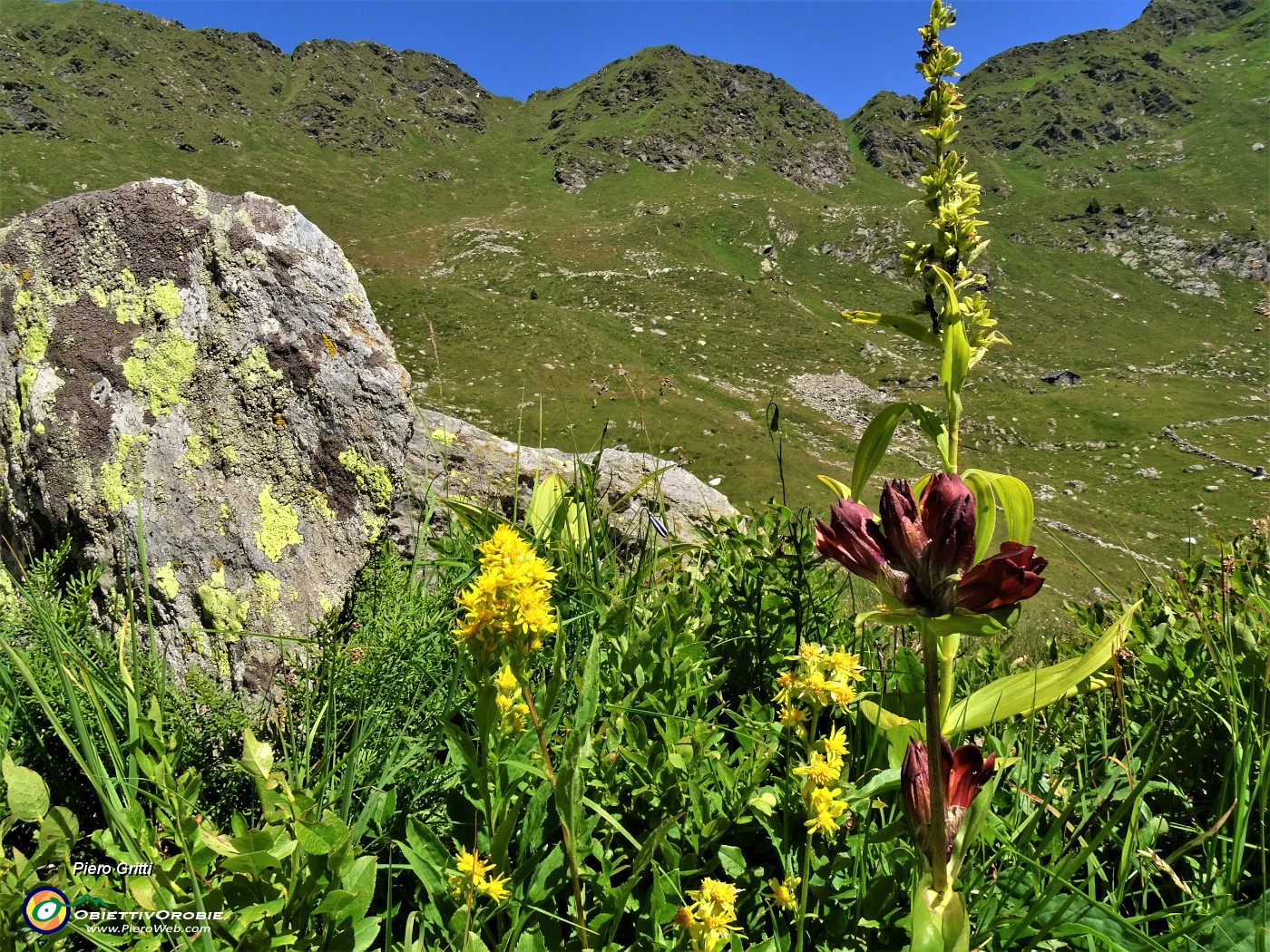 33 Gentiana purpurea (Genziana porporina) con vista sulla Bocchetta di Budria .JPG